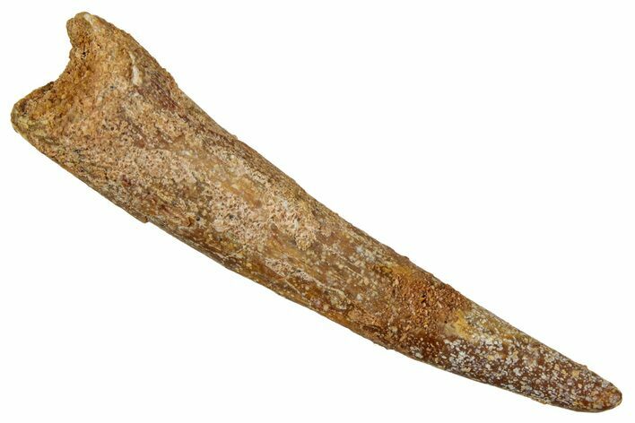 Fossil Pterosaur (Siroccopteryx) Tooth - Morocco #354857